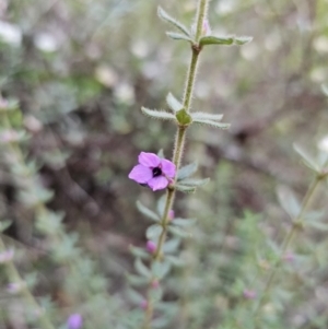Tetratheca thymifolia at Buckenbowra, NSW - 6 Oct 2023