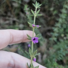 Tetratheca thymifolia at Buckenbowra, NSW - 6 Oct 2023 06:16 PM