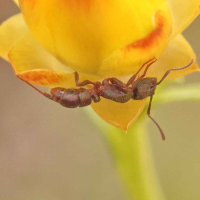 Rhytidoponera sp. (genus) (Rhytidoponera ant) at O'Connor, ACT - 5 Oct 2023 by ConBoekel