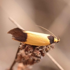 Merocroca automima (Chezala group) at Dryandra St Woodland - 5 Oct 2023 by ConBoekel