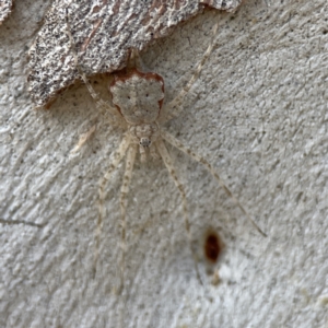 Tamopsis sp. (genus) at Russell, ACT - 6 Oct 2023