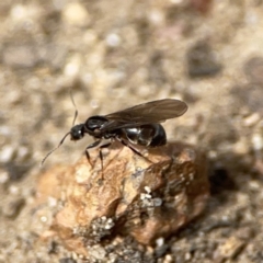 Formicidae (family) (Unidentified ant) at Russell, ACT - 6 Oct 2023 by Hejor1