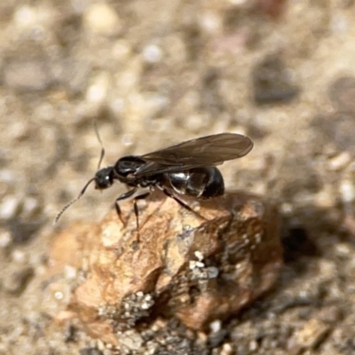 Nylanderia sp. (genus) at Russell, ACT - 6 Oct 2023 by Hejor1