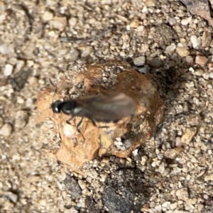 Formicidae (family) at Russell, ACT - 6 Oct 2023