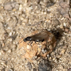 Formicidae (family) at Russell, ACT - 6 Oct 2023