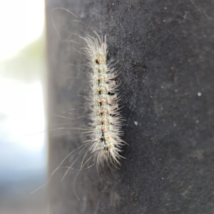 Anestia (genus) at Russell, ACT - 6 Oct 2023 02:14 PM