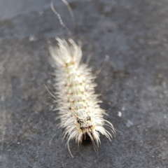 Anestia (genus) at Russell, ACT - 6 Oct 2023 02:14 PM