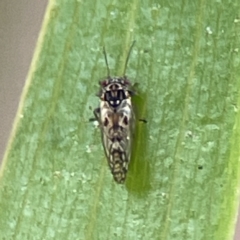 Unidentified Psyllid, lerp, aphid or whitefly (Hemiptera, several families) at Russell, ACT - 6 Oct 2023 by Hejor1