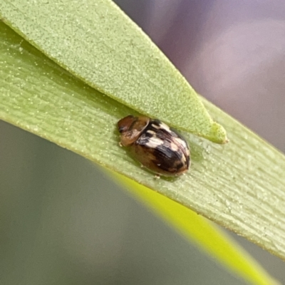 Peltoschema delicatulum (Leaf beetle) at Russell, ACT - 6 Oct 2023 by Hejor1