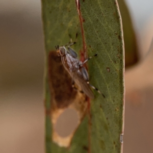 Tapeigaster nigricornis at Russell, ACT - 6 Oct 2023 02:26 PM