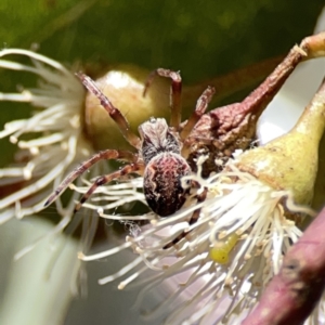 Araneus hamiltoni at Russell, ACT - 6 Oct 2023