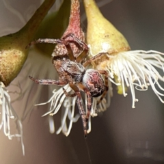 Araneus hamiltoni at Russell, ACT - 6 Oct 2023