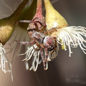 Araneus hamiltoni at Russell, ACT - 6 Oct 2023