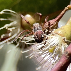 Araneus hamiltoni at Russell, ACT - 6 Oct 2023