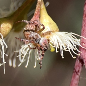 Araneus hamiltoni at Russell, ACT - 6 Oct 2023