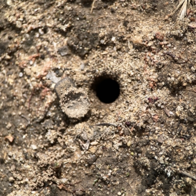 Portacosa cinerea (Grey wolf spider) at Russell, ACT - 6 Oct 2023 by Hejor1