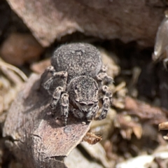 Maratus vespertilio (Bat-like peacock spider) at Russell, ACT - 6 Oct 2023 by Hejor1