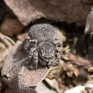 Maratus vespertilio at Russell, ACT - 6 Oct 2023