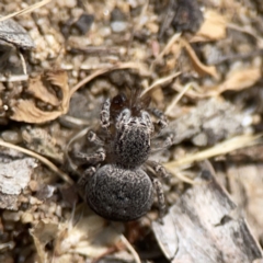 Maratus vespertilio at Russell, ACT - 6 Oct 2023