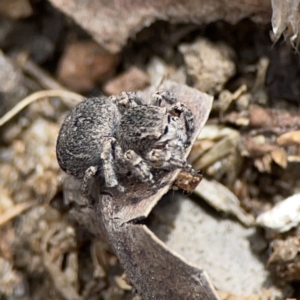 Maratus vespertilio at Russell, ACT - 6 Oct 2023