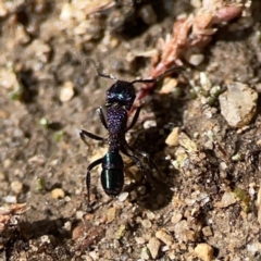Rhytidoponera metallica at Russell, ACT - 6 Oct 2023 02:36 PM