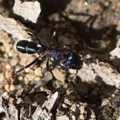 Rhytidoponera metallica at Russell, ACT - 6 Oct 2023 02:36 PM