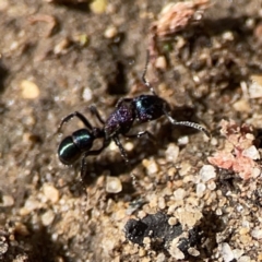 Rhytidoponera metallica at Russell, ACT - 6 Oct 2023 02:36 PM