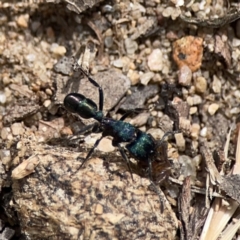 Rhytidoponera metallica at Russell, ACT - 6 Oct 2023 02:36 PM