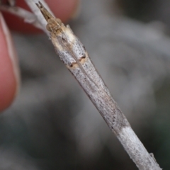 Etiella behrii (Lucerne Seed Web Moth) at Murrumbateman, NSW - 2 Oct 2023 by SimoneC