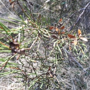 Hakea microcarpa at Yaouk, NSW - suppressed