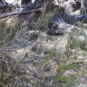 Hakea microcarpa at Yaouk, NSW - suppressed