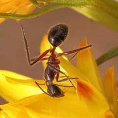 Camponotus intrepidus (Flumed Sugar Ant) at Dryandra St Woodland - 5 Oct 2023 by ConBoekel
