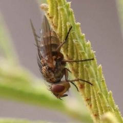 Unidentified True fly (Diptera) at O'Connor, ACT - 5 Oct 2023 by ConBoekel