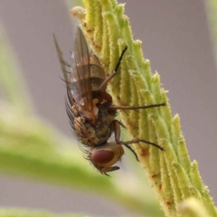 Unverified True fly (Diptera) at O'Connor, ACT - 5 Oct 2023 by ConBoekel