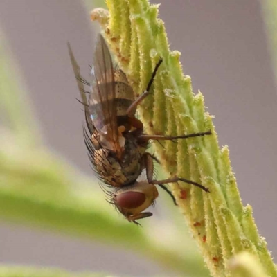 Unverified True fly (Diptera) at O'Connor, ACT - 5 Oct 2023 by ConBoekel