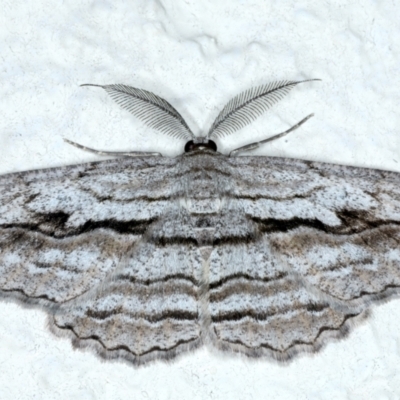 Scioglyptis chionomera (Grey Patch Bark Moth) at Ainslie, ACT - 27 Sep 2023 by jb2602