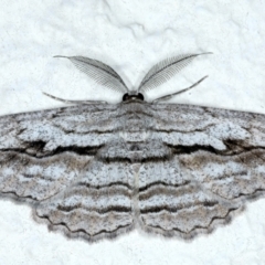 Scioglyptis chionomera (Grey Patch Bark Moth) at Ainslie, ACT - 27 Sep 2023 by jb2602