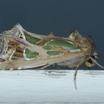 Cosmodes elegans (Green Blotched Moth) at Ainslie, ACT - 25 Sep 2023 by jb2602