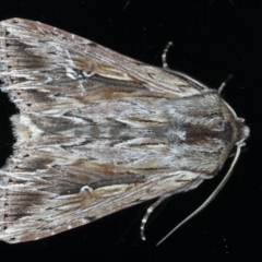 Persectania ewingii (Southern Armyworm) at Ainslie, ACT - 24 Sep 2023 by jb2602