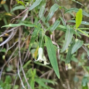Billardiera mutabilis at Buckenbowra, NSW - 6 Oct 2023