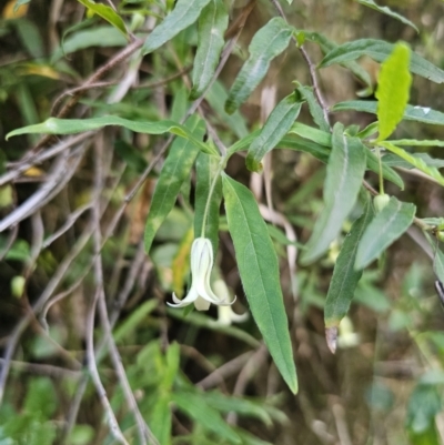 Billardiera mutabilis (Climbing Apple Berry, Apple Berry, Snot Berry, Apple Dumblings, Changeable Flowered Billardiera) at Monga National Park - 6 Oct 2023 by Csteele4