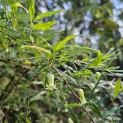 Billardiera mutabilis at Buckenbowra, NSW - 6 Oct 2023