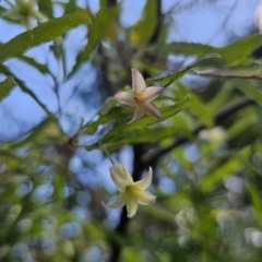 Billardiera mutabilis at Buckenbowra, NSW - 6 Oct 2023