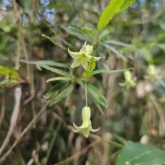 Billardiera mutabilis at Buckenbowra, NSW - 6 Oct 2023