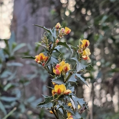 Podolobium ilicifolium (Prickly Shaggy-pea) at Buckenbowra, NSW - 6 Oct 2023 by Csteele4