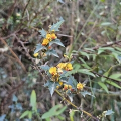Podolobium ilicifolium at Buckenbowra, NSW - 6 Oct 2023