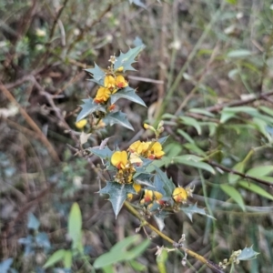 Podolobium ilicifolium at Buckenbowra, NSW - 6 Oct 2023