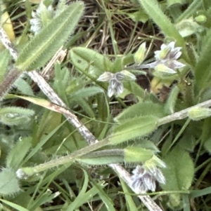 Myosotis discolor at Aranda, ACT - 6 Oct 2023 07:10 PM