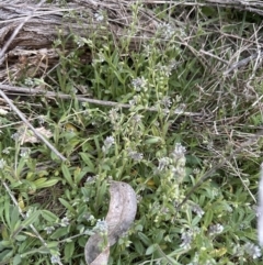 Myosotis discolor at Aranda, ACT - 6 Oct 2023