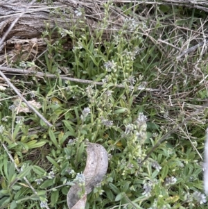 Myosotis discolor at Aranda, ACT - 6 Oct 2023